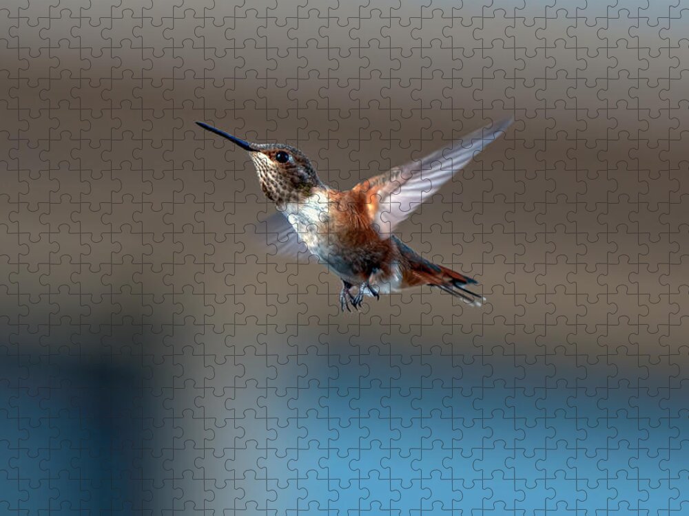Hummingbird Jigsaw Puzzle featuring the photograph Rufus Hummingbird by Rick Mosher