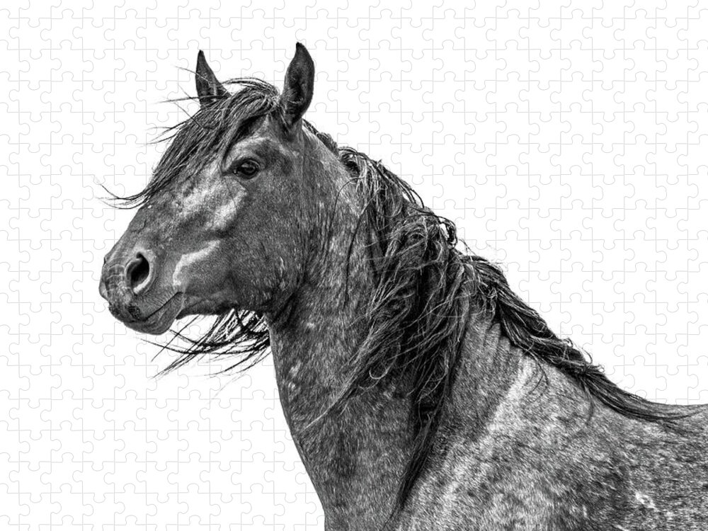 Wild Horses Jigsaw Puzzle featuring the photograph Rugged Good Looks by Mary Hone
