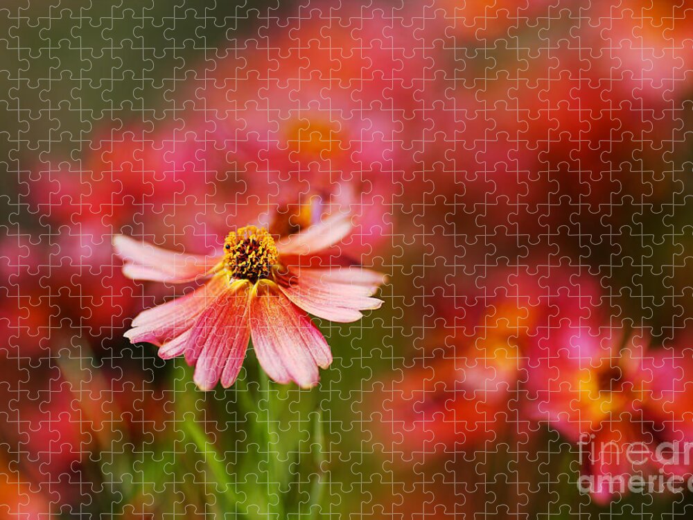 Tickseed Jigsaw Puzzle featuring the photograph Rum Punch Plant Warmth Coreopsis by Joy Watson