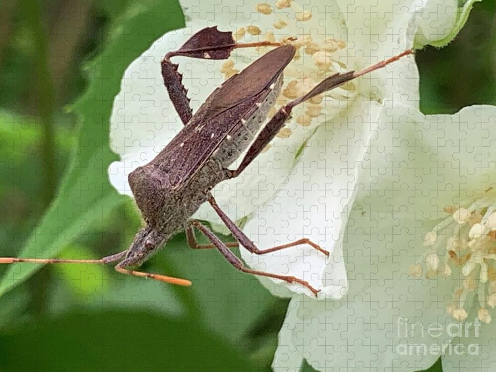 Bug Jigsaw Puzzle featuring the photograph Runaway Bug by Catherine Wilson