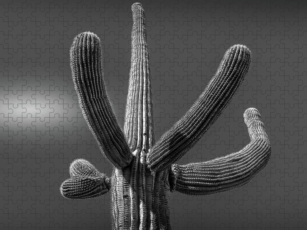 Minimalism Jigsaw Puzzle featuring the photograph Saguaro #1 Selenuim by Jennifer Wright