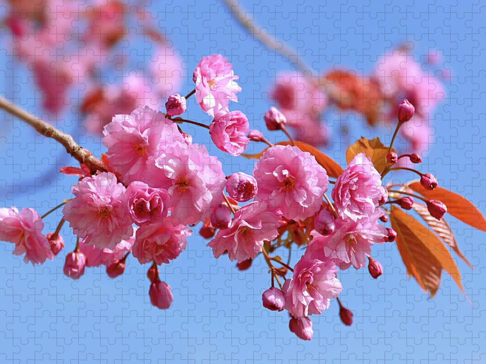 Pink Blossom Jigsaw Puzzle featuring the photograph Sakura in a blue sky by Maria Meester