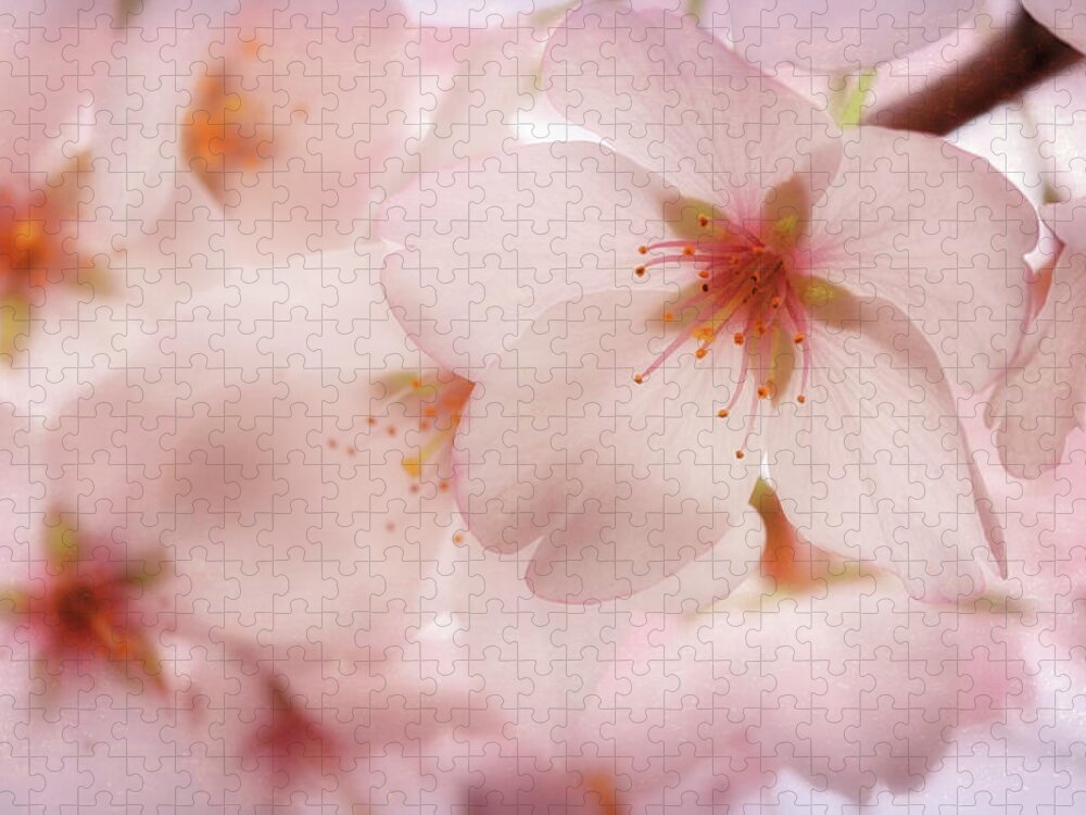 Cherry Blossoms Jigsaw Puzzle featuring the photograph Sakura by Susan Rissi Tregoning