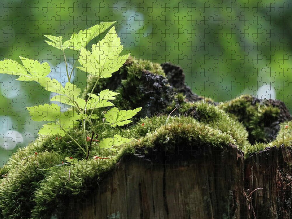 Green Leaf Jigsaw Puzzle featuring the photograph Salmonberry Bush Start Up by D Lee