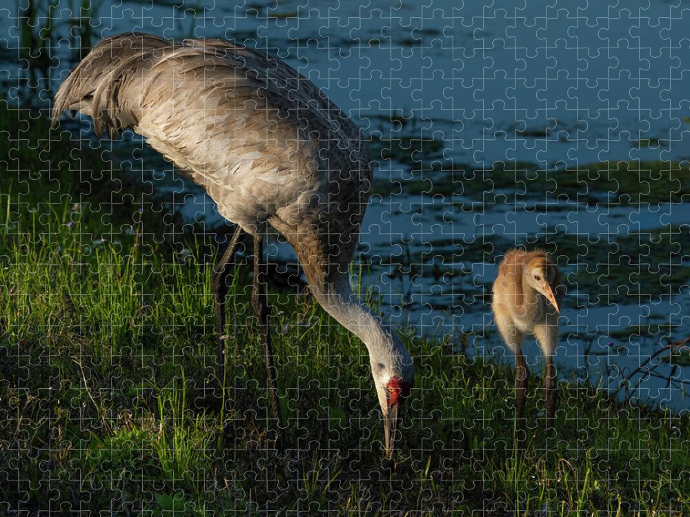 Birds Jigsaw Puzzle featuring the photograph Sandhill Crane by Larry Marshall