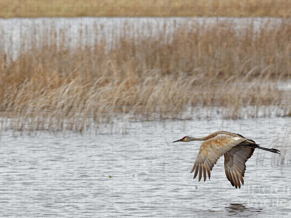 Sandhill Crane Jigsaw Puzzle featuring the photograph Sandhill Flight at Crex Meadows by Natural Focal Point Photography