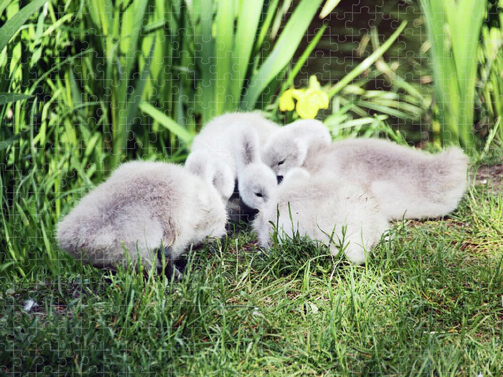 Sankey Valley Jigsaw Puzzle featuring the photograph SANKEY VALLEY. Cygnets Ring by Lachlan Main