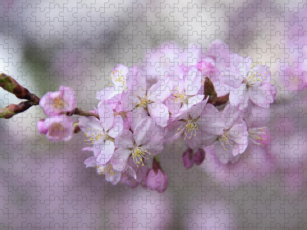 Jenny Rainbow Fine Art Photography Jigsaw Puzzle featuring the photograph Sargent's Cherry Pink Flowers 1 by Jenny Rainbow