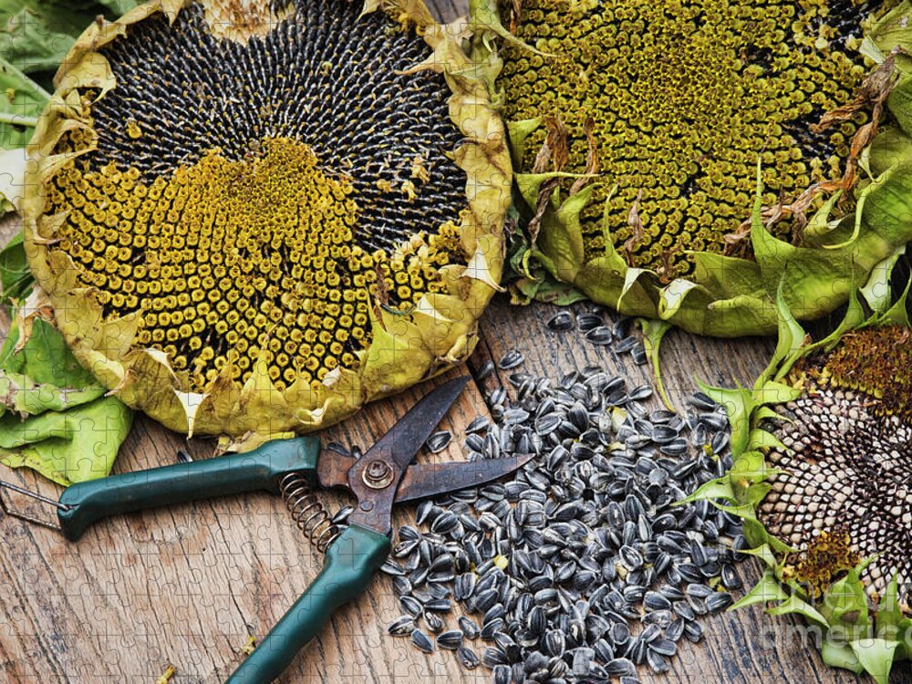 Sunflower Jigsaw Puzzle featuring the photograph Saving Giant Sunflower Titan Seeds by Tim Gainey