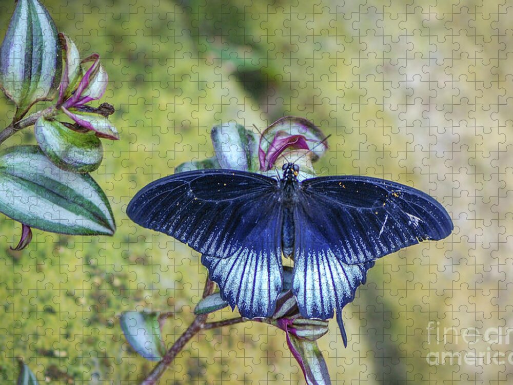 Lepidoptera Jigsaw Puzzle featuring the photograph Scarlet Mormon Butterfly Male by Nancy Gleason