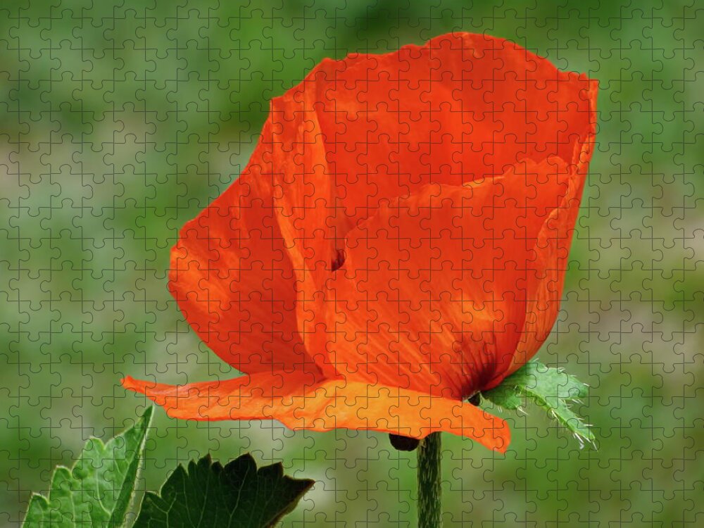 Scarlet Jigsaw Puzzle featuring the photograph Scarlet Poppy by Lyuba Filatova