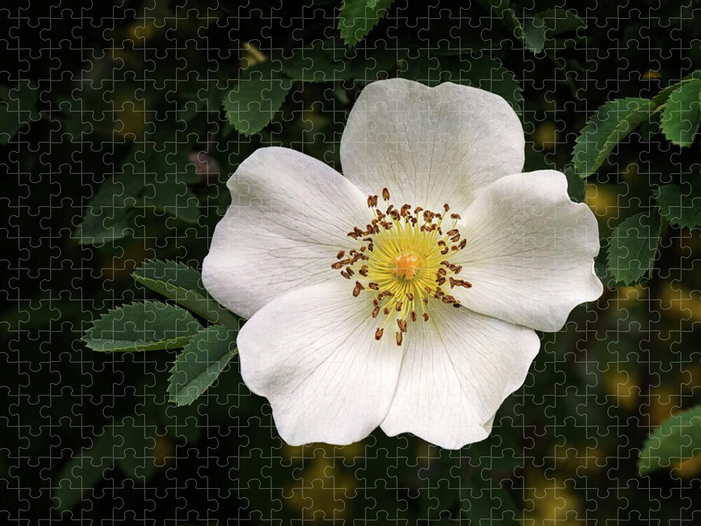 Roses Jigsaw Puzzle featuring the photograph Scotch Rose Flower Rosa spinosissima by Michael Russell