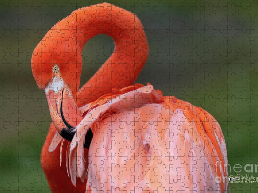 Bird Jigsaw Puzzle featuring the photograph Scratching My Back by David Levin