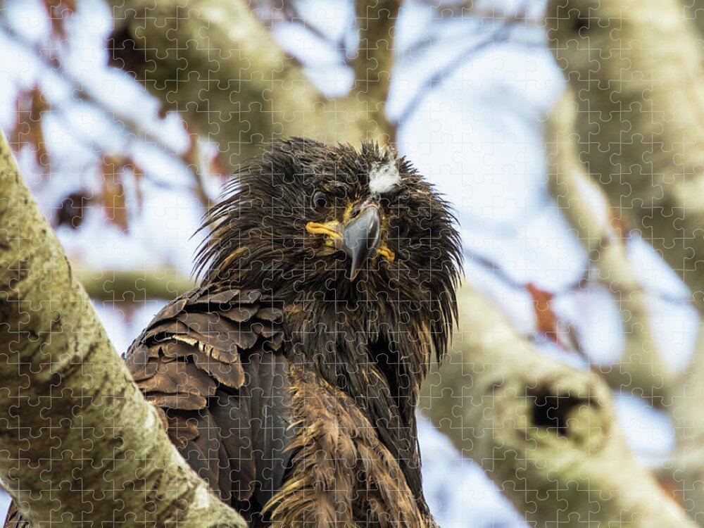 Eagle Jigsaw Puzzle featuring the photograph Scruffy the young Eagle by Michelle Pennell