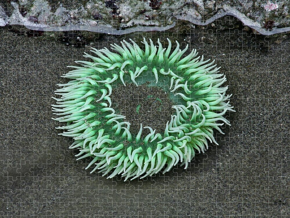 Olympic National Park Jigsaw Puzzle featuring the photograph Sea Anemone by Paul Schultz