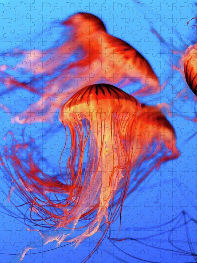 Jellyfish Jigsaw Puzzle featuring the photograph Sea Nettle Jellyfish by HawkEye Media