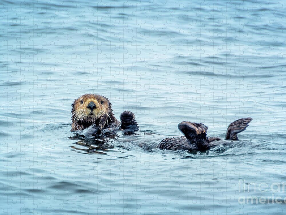 Otter Jigsaw Puzzle featuring the photograph Sea otter naptime by Delphimages Photo Creations
