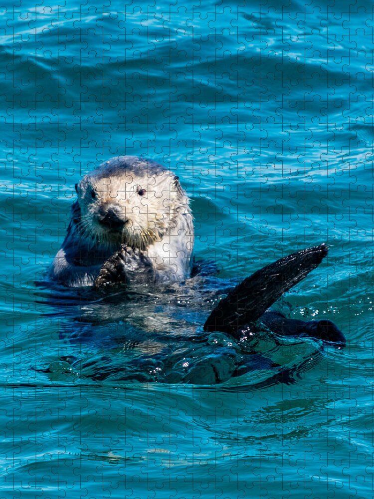 Sea Otter Jigsaw Puzzle featuring the photograph Sea Otter Snack Time by Bonny Puckett