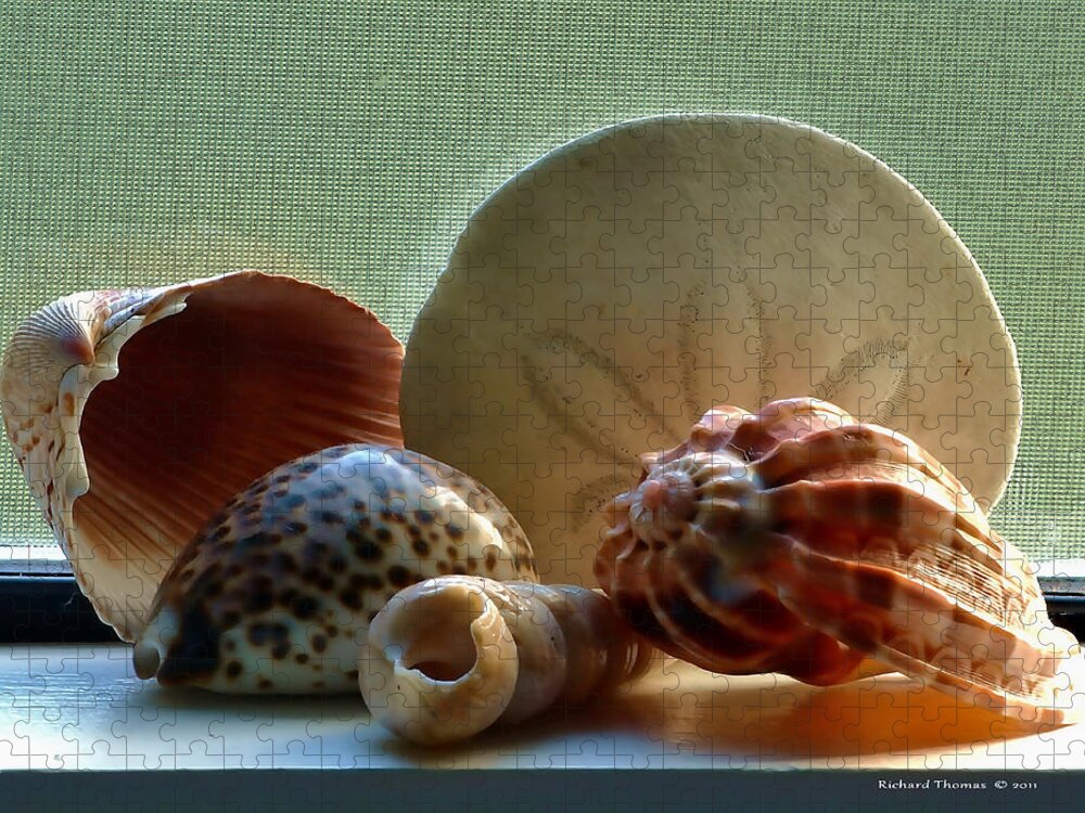 Still Life Jigsaw Puzzle featuring the photograph Sea Shells Window Sill by Richard Thomas