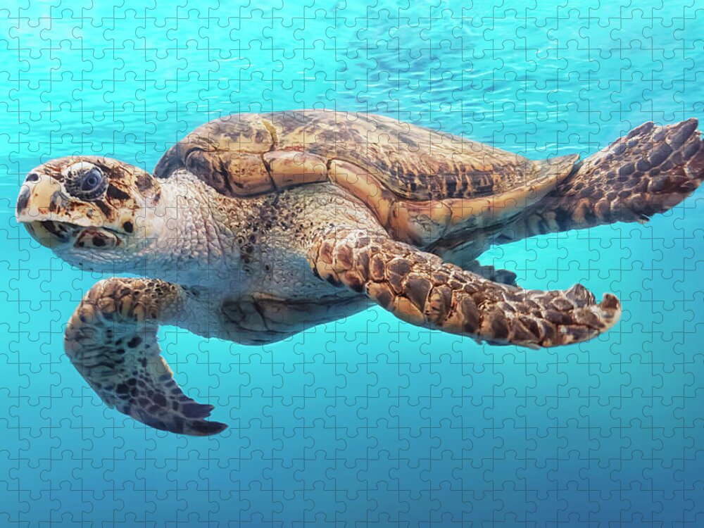 Turtle Jigsaw Puzzle featuring the photograph Sea Turtle by Mango Art