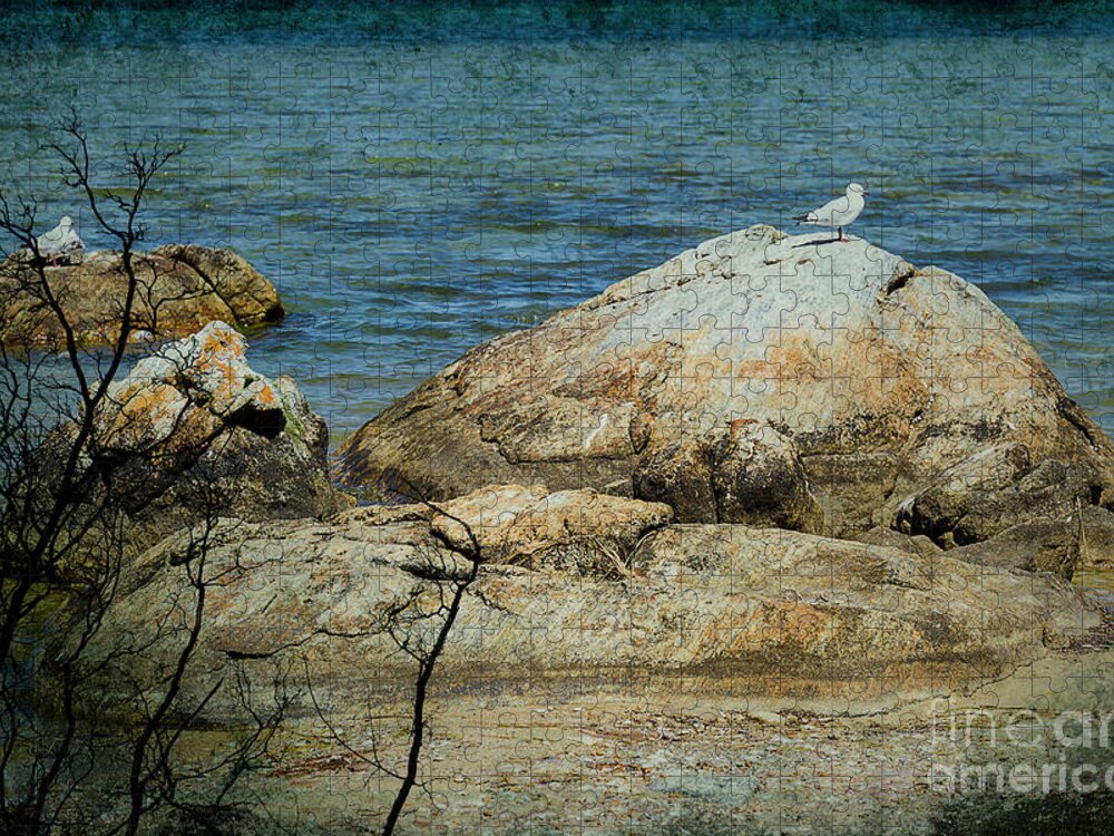 Rocks Jigsaw Puzzle featuring the photograph Seagull on a Rock by Elaine Teague