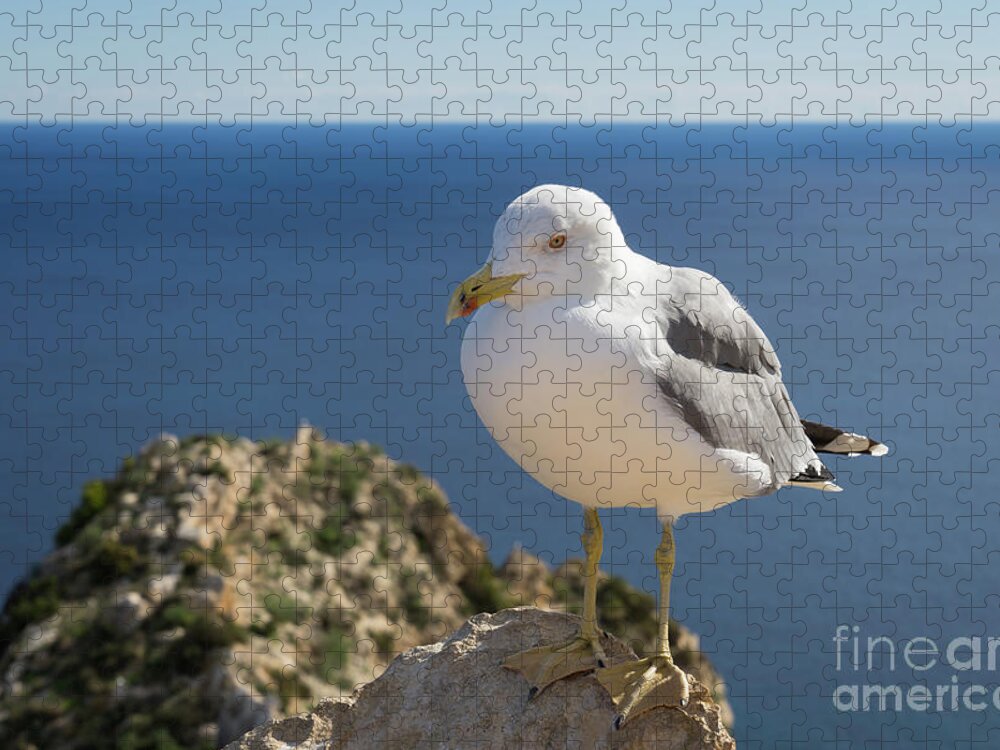 Seagull Jigsaw Puzzle featuring the photograph Seagull of the Mediterranean coast by Adriana Mueller