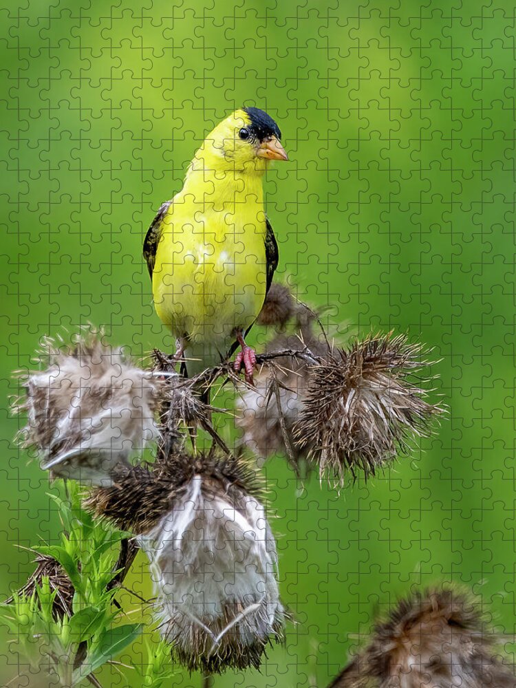 Goldfinch Jigsaw Puzzle featuring the photograph Season's End by Regina Muscarella