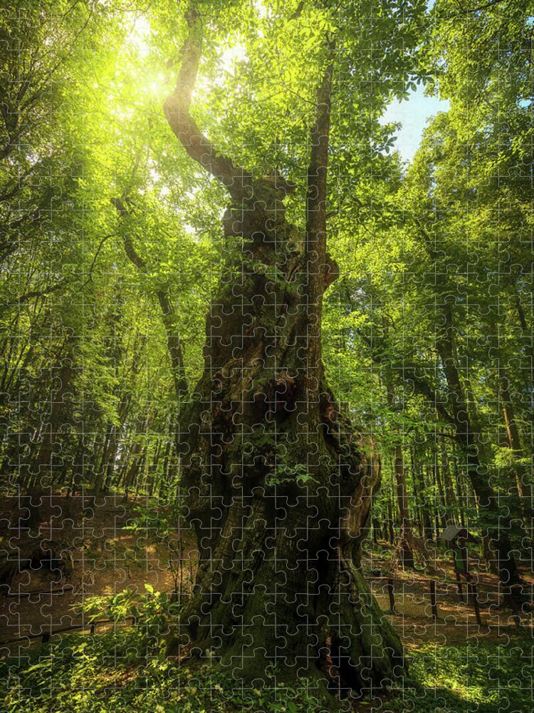 Chestnut Jigsaw Puzzle featuring the photograph Secular Chestnut Tree by Stefano Orazzini