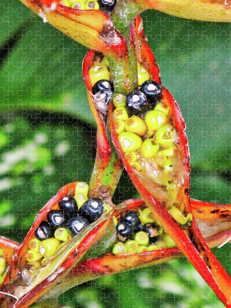 Flora Jigsaw Puzzle featuring the photograph Seed pods by Segura Shaw Photography