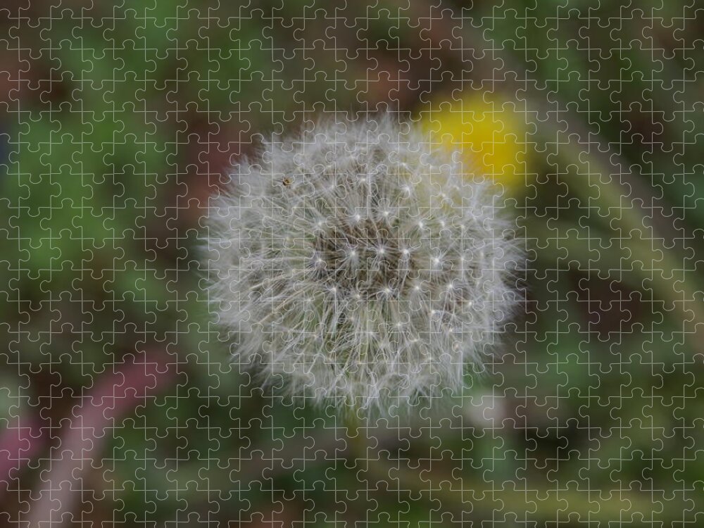  Jigsaw Puzzle featuring the photograph Seedhead by Heather E Harman