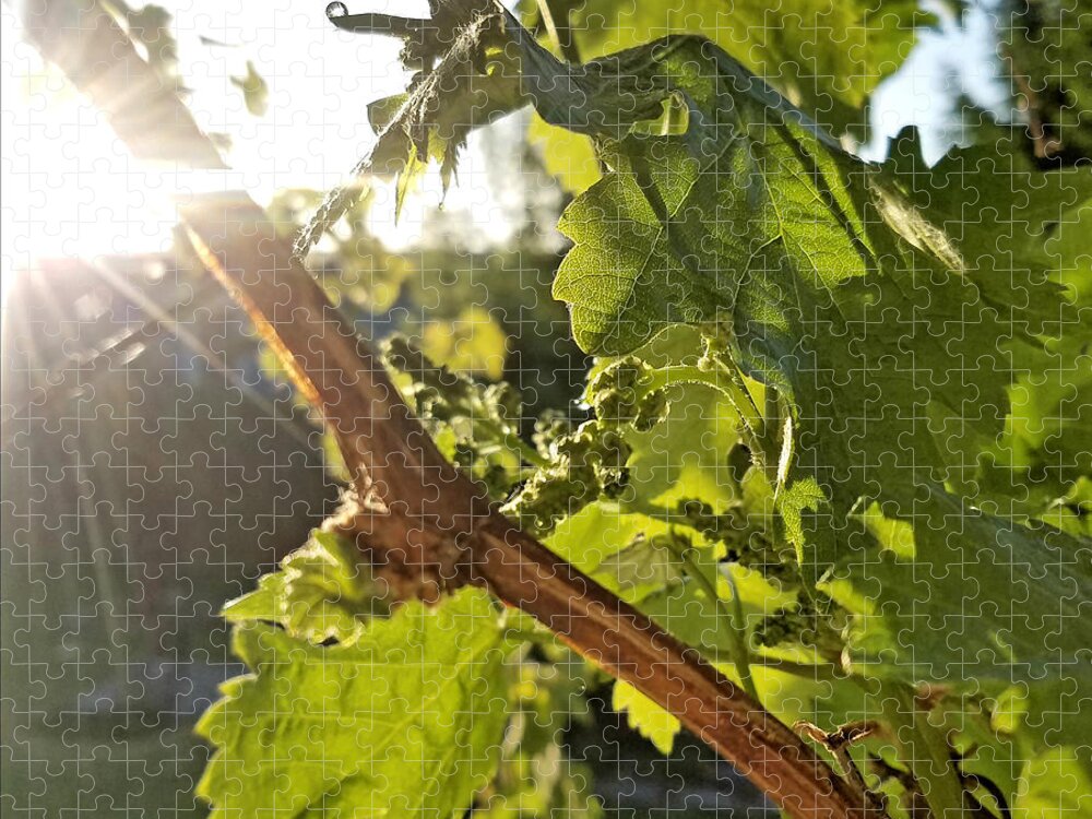 Grape Jigsaw Puzzle featuring the photograph Seen It Through The Grape Vine by Brent Knippel
