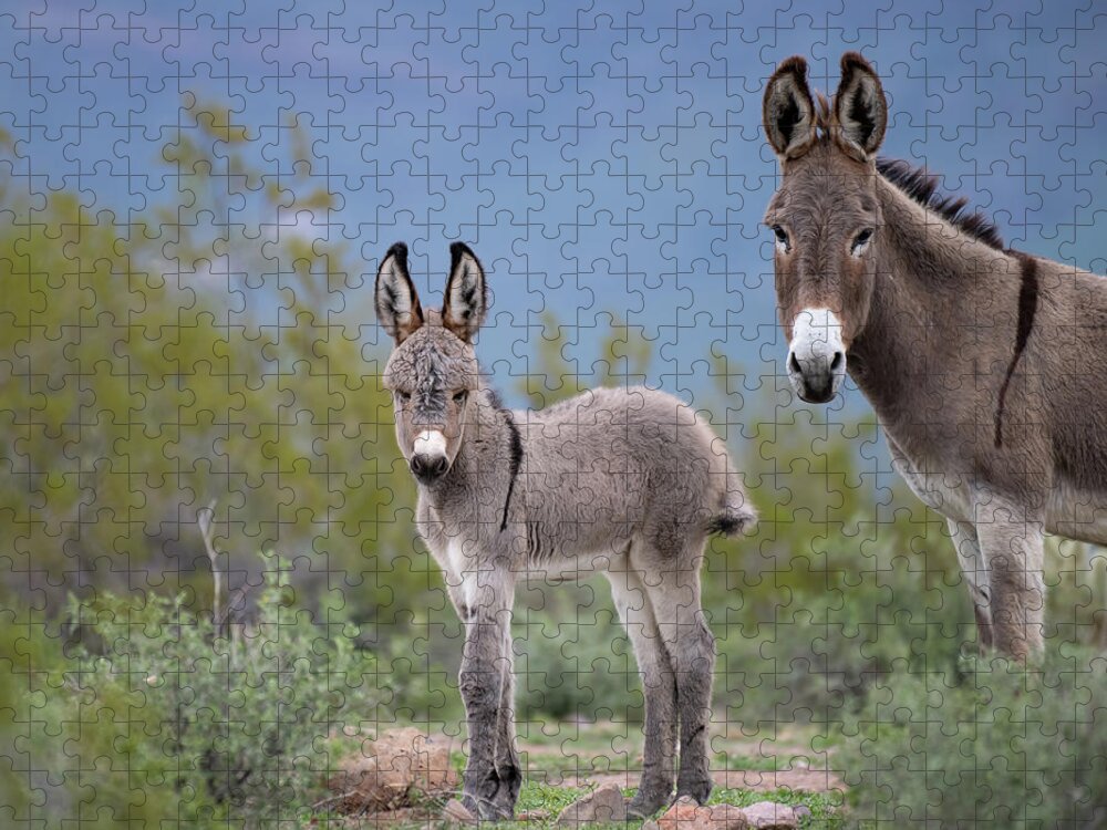 Wild Burro Jigsaw Puzzle featuring the photograph Self Assured by Mary Hone