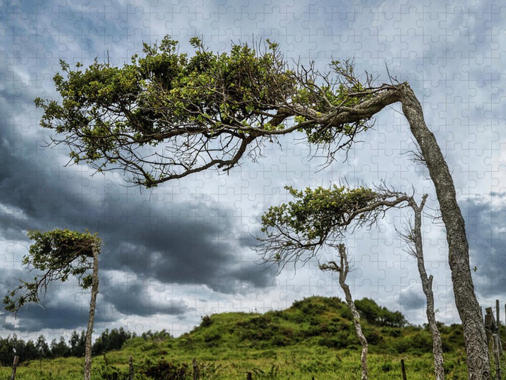 Trees Jigsaw Puzzle featuring the photograph Self-seeking trees by Micah Offman