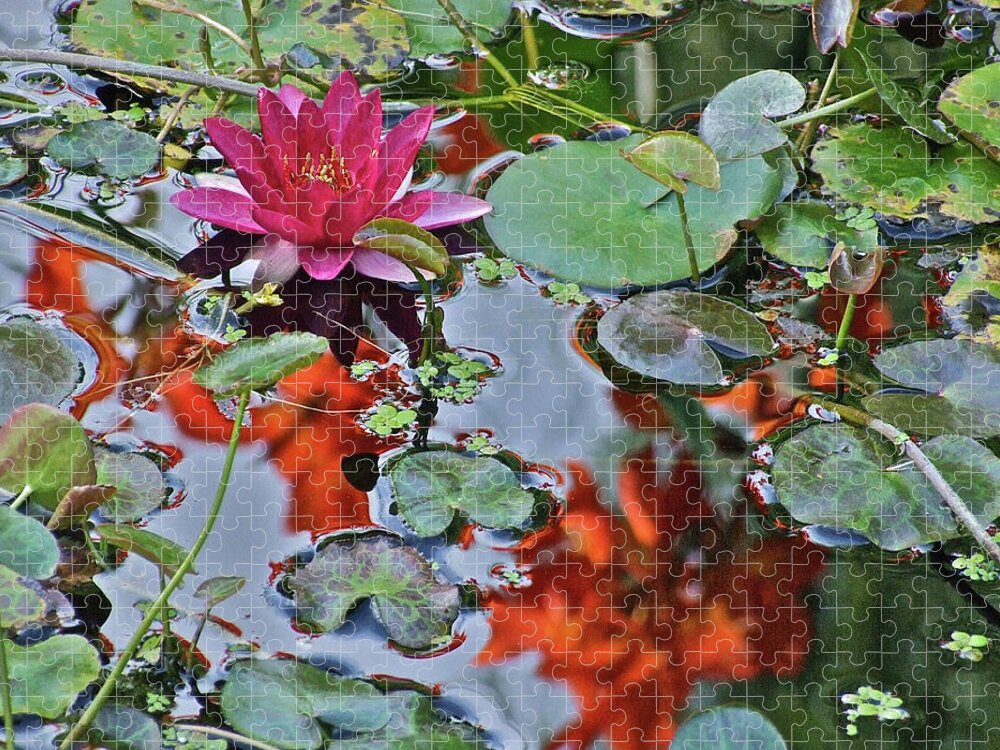 Waterlily: Water Garden Jigsaw Puzzle featuring the photograph September Rose Water Lily 1 by Janis Senungetuk