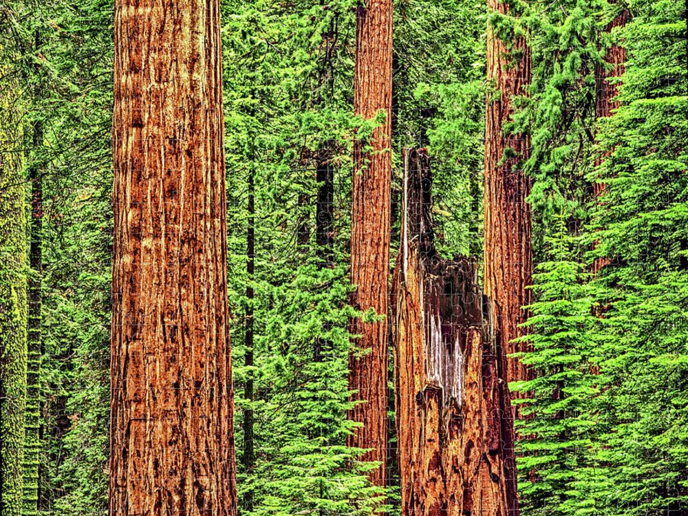 Redwoods Jigsaw Puzzle featuring the photograph Sequoia Redwoods National Park, California by Don Schimmel