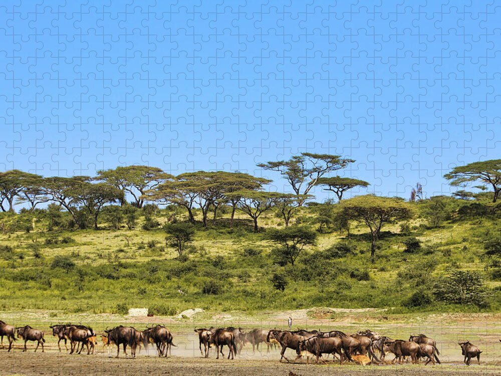 Serengeti Jigsaw Puzzle featuring the photograph Serengeti Wildebeest Moving by Gene Taylor