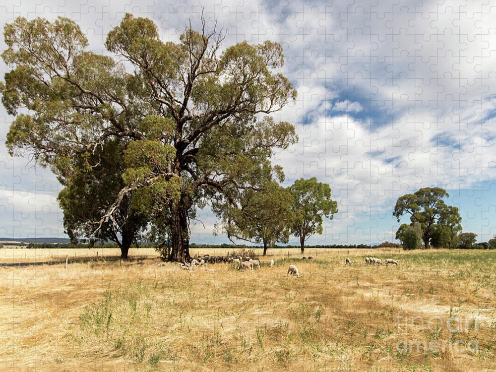 Paddock Jigsaw Puzzle featuring the photograph Shade, anywhere you can get it by Linda Lees