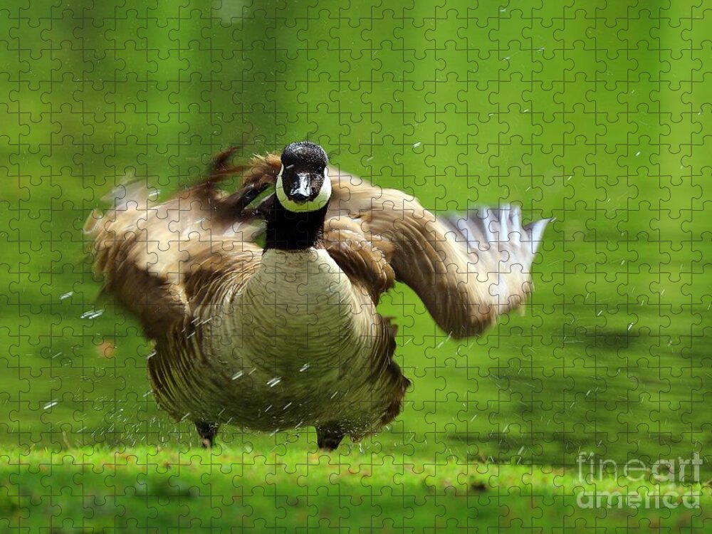 Canada Goose Jigsaw Puzzle featuring the photograph Shake It Off by Kimberly Furey