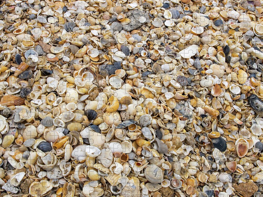 Shell Jigsaw Puzzle featuring the photograph Shells By The Sea by Blair Damson