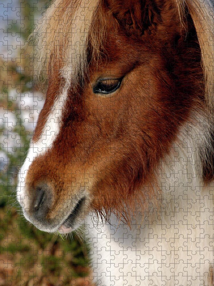 Horse Jigsaw Puzzle featuring the photograph Shetland pony New Forest National Park England by Loren Dowding
