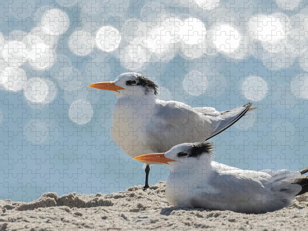 Royal Tern Jigsaw Puzzle featuring the photograph Shimmering Observations by RD Allen