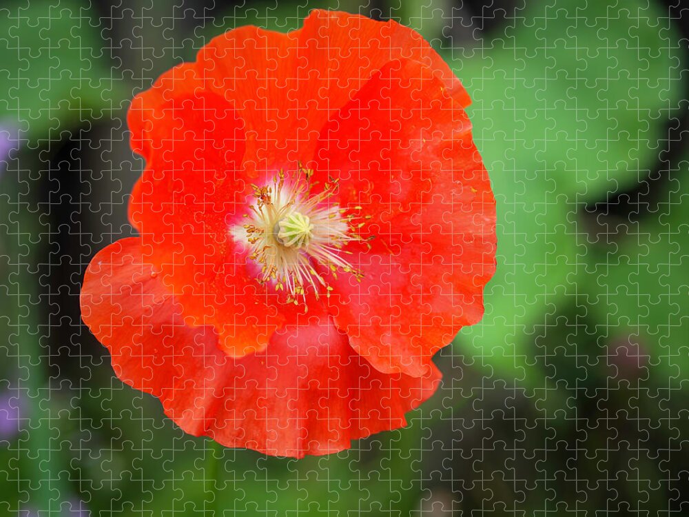 Shirley Poppy Jigsaw Puzzle featuring the photograph Shirley Poppy 2022-1 by Thomas Young