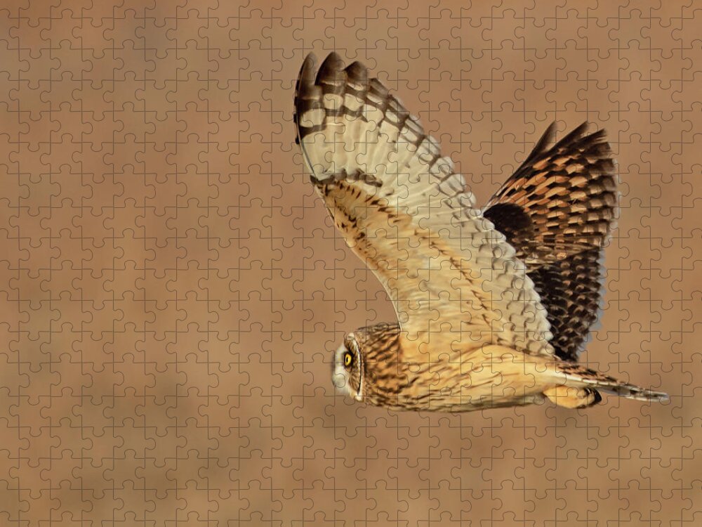 Owl Jigsaw Puzzle featuring the photograph Short-eared Owl on the Tallgrass Prairie #2 by Mindy Musick King