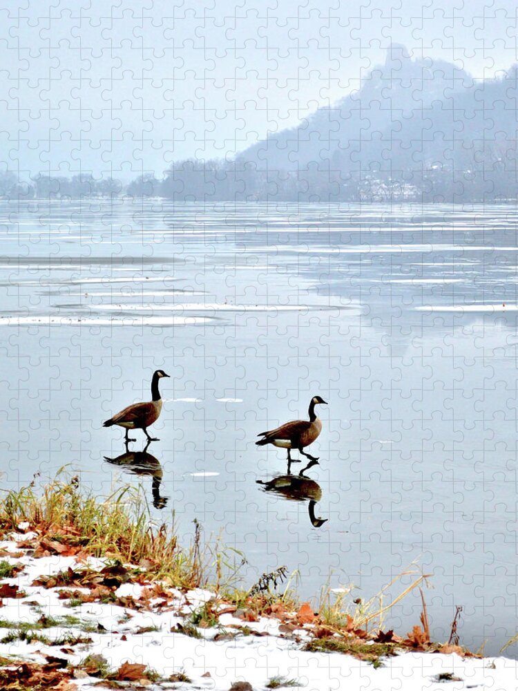 Geese Jigsaw Puzzle featuring the photograph Shortcut by Susie Loechler