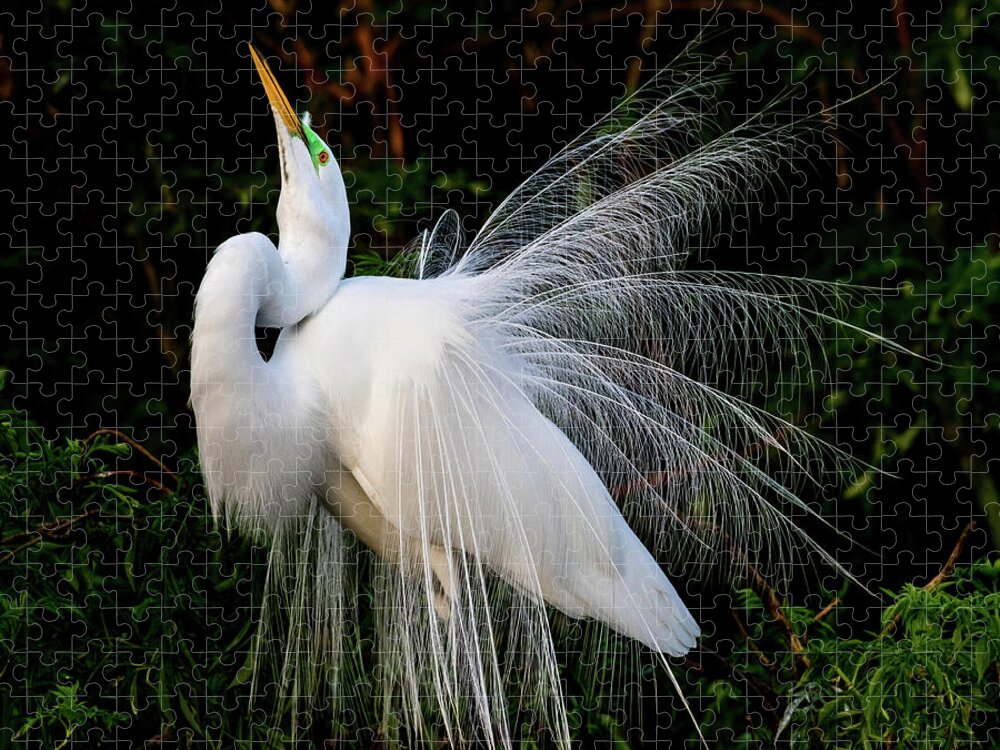Great Egret Jigsaw Puzzle featuring the photograph Showoff by Jim Miller