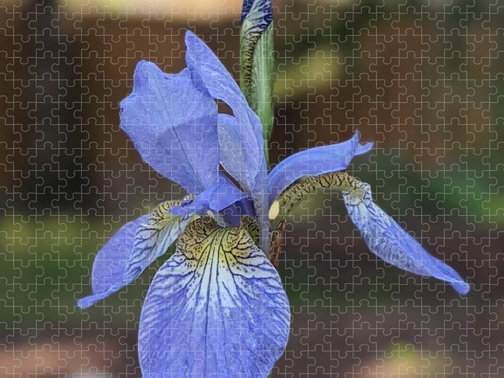 Siberian Iris Jigsaw Puzzle featuring the photograph Siberian iris by Lisa Mutch