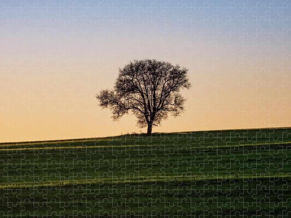 Leafless Jigsaw Puzzle featuring the photograph Silhouette of Lone Leafless Tree at Sunset by Alexios Ntounas