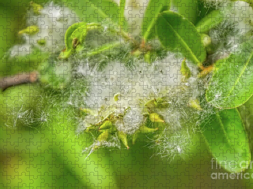 Plant Jigsaw Puzzle featuring the photograph Silky Tenderness by Olga Hamilton