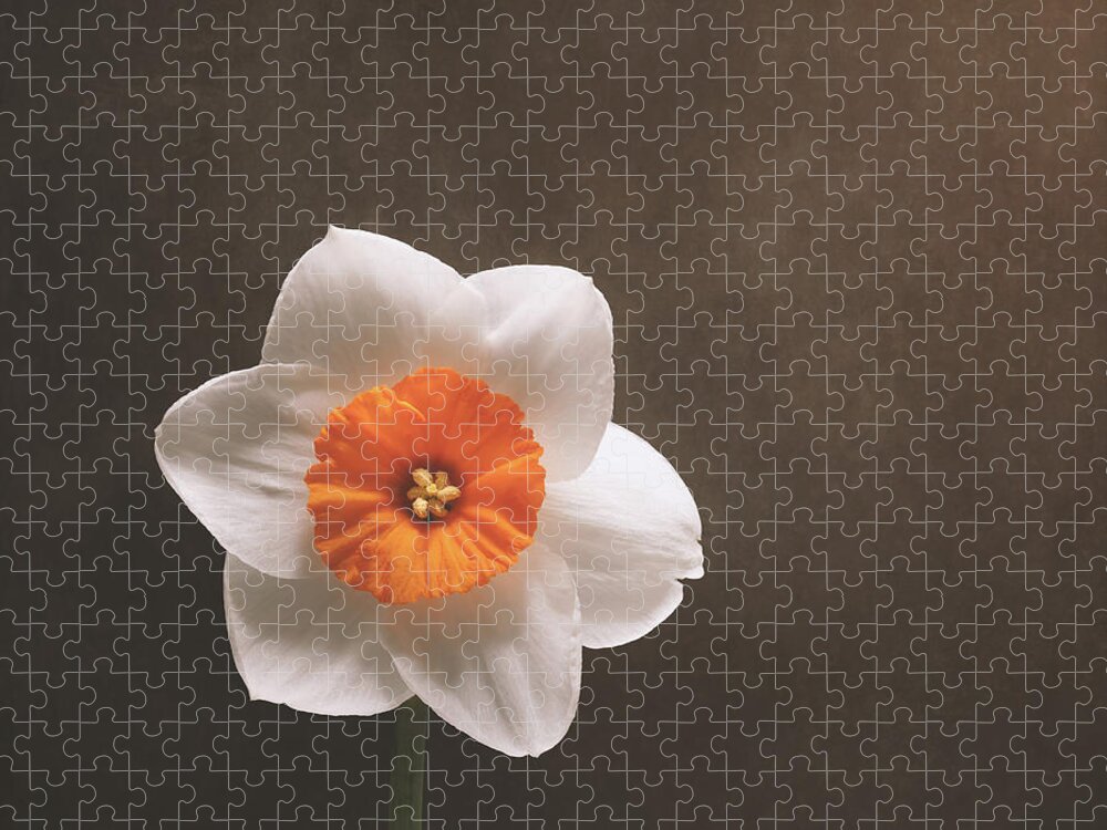 Daffodil Jigsaw Puzzle featuring the photograph Simple Beauty by Scott Norris