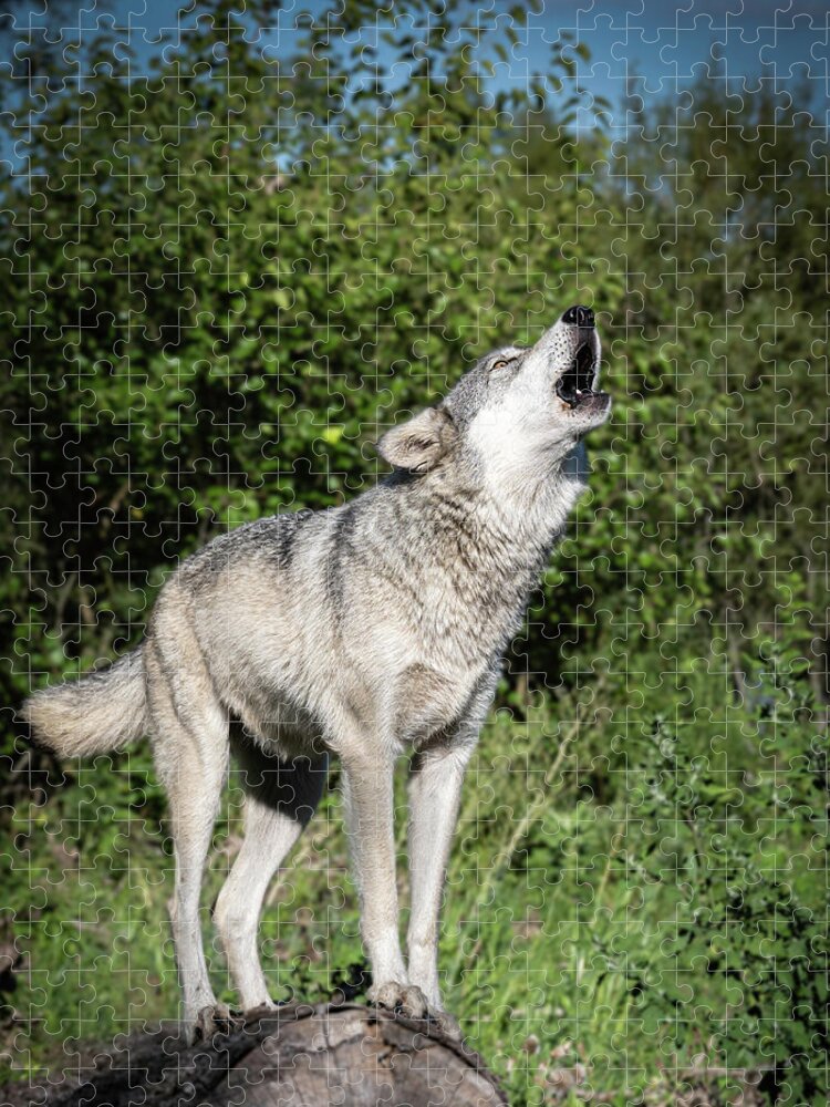 Wolf Jigsaw Puzzle featuring the photograph Singing and Howling by Laura Hedien